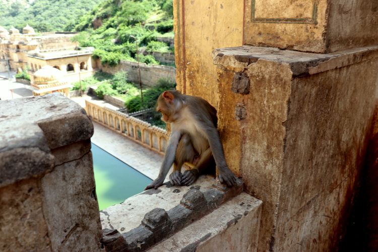 A monkey looks down at the holy waters of the Galta Kund.