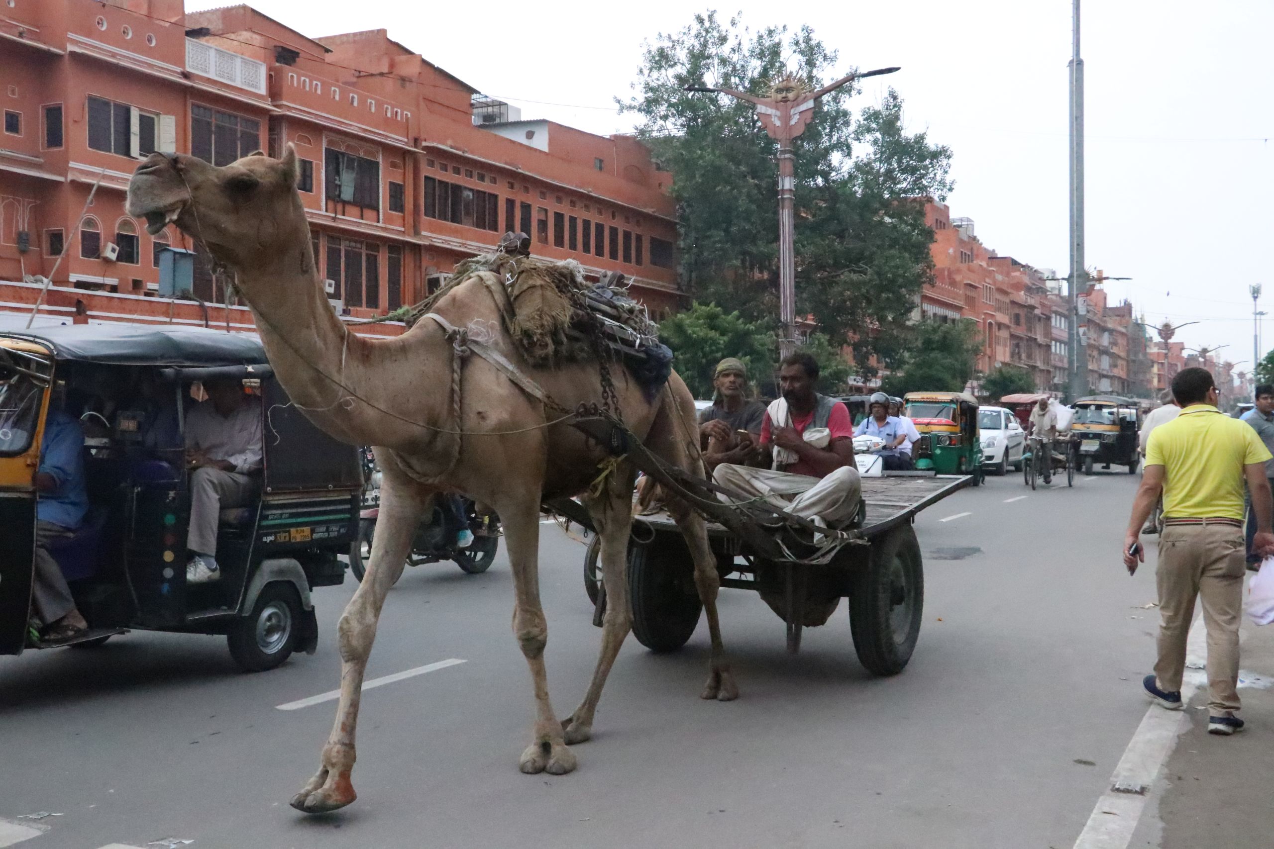Camel Carriage in streets of Jaipur